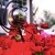 red flowers