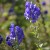 purple flowers