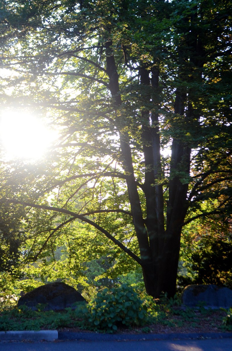 sun through trees