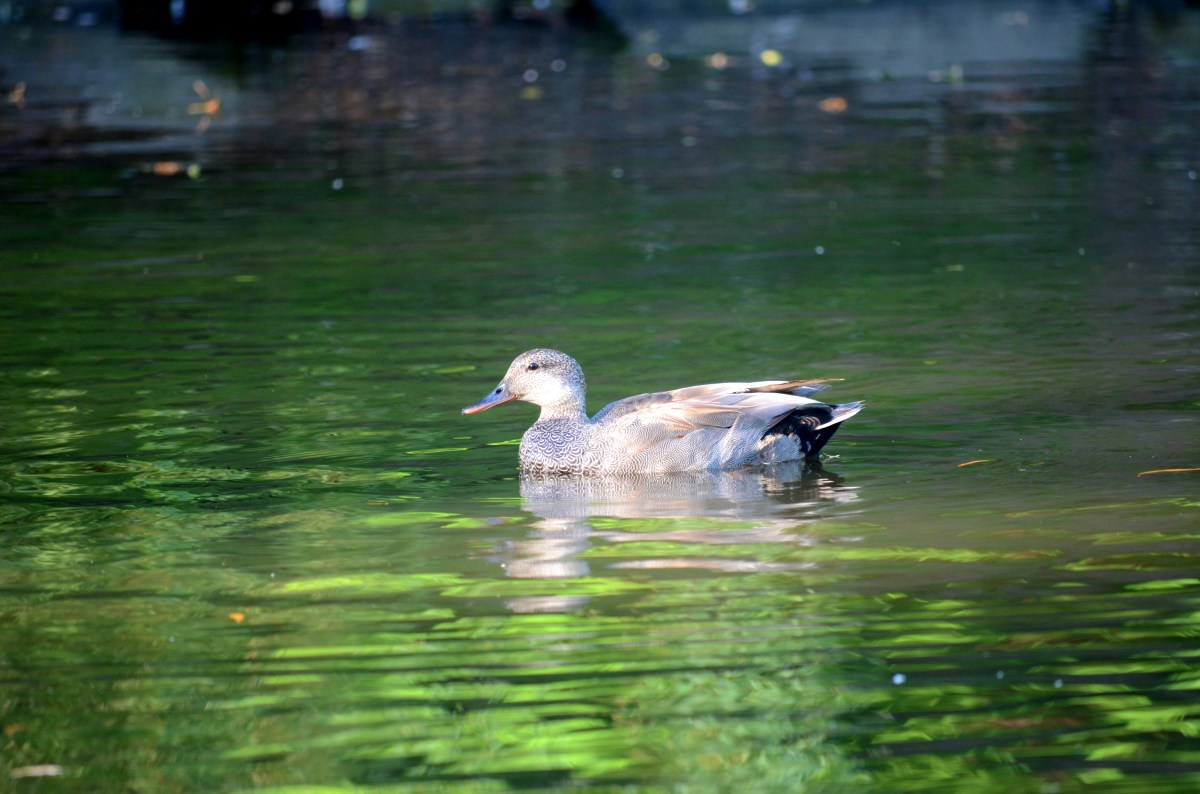 duck in pond