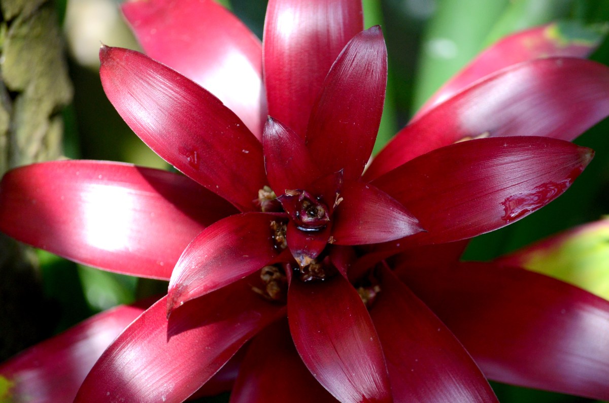 tropical red flower