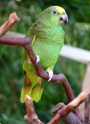 yellow-crowned Amazon parrot