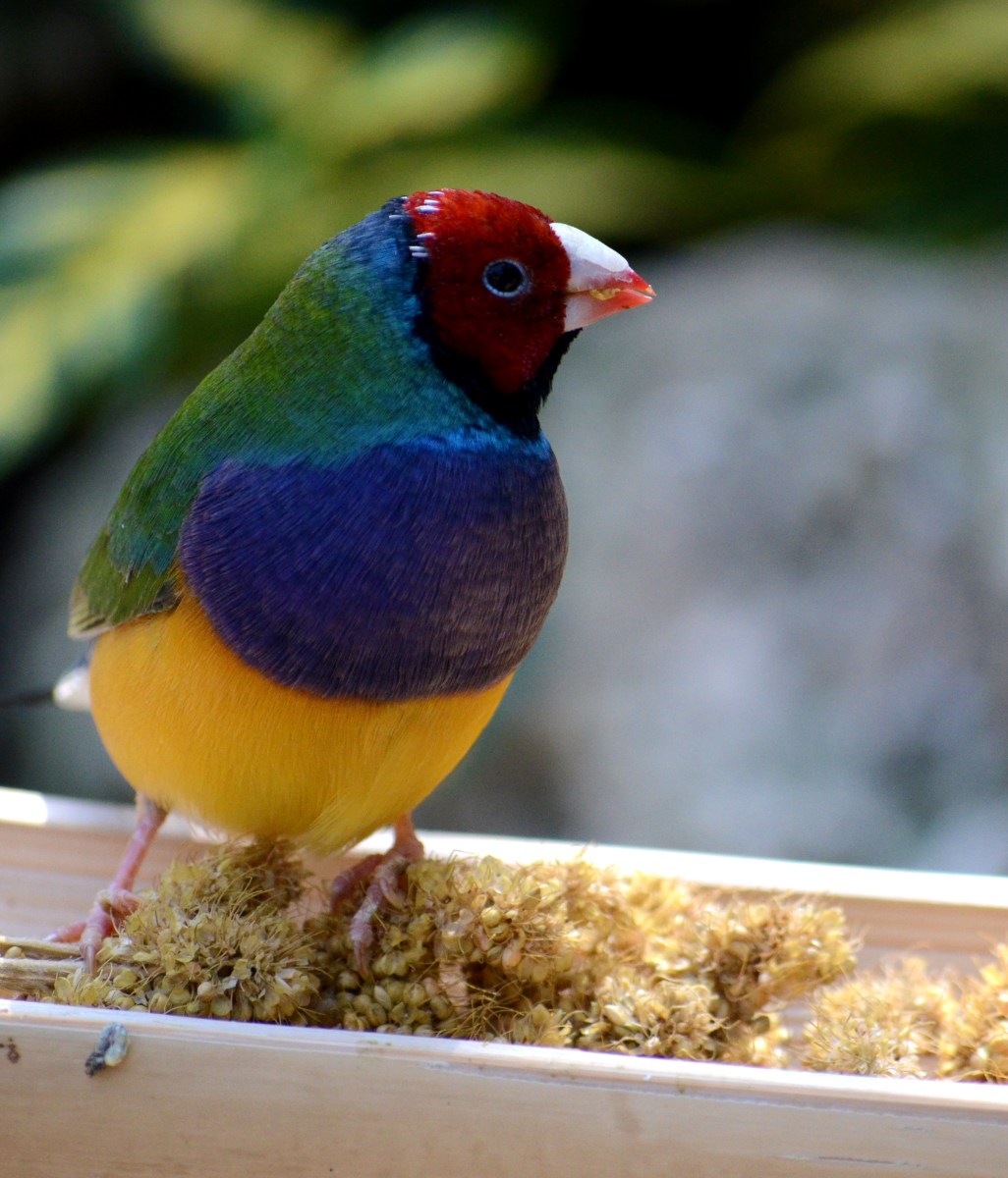 multicolored bird