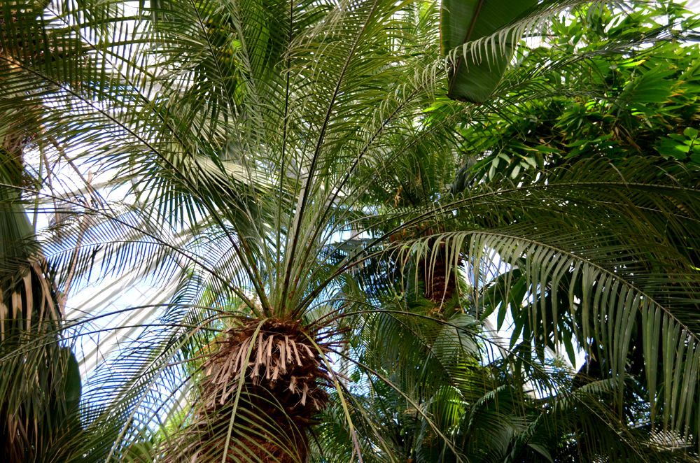 Inside of greenhouse at Botanisk Have